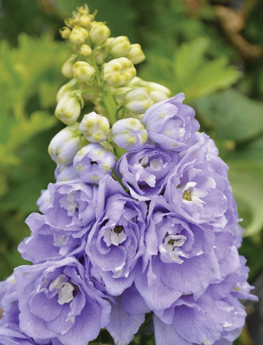Delphinium Lavender Flower Seeds for Planting – Heirloom, Non-GMO, High Germination Organic Garden Seeds