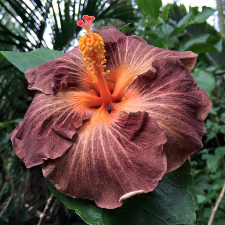 Brown Hibiscus Flower Seeds – Heirloom, Non-GMO, High Germination Organic Garden Seeds for Planting