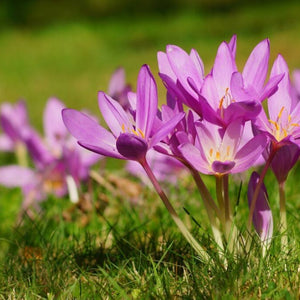 Flower Seeds, Seeds,Seeds For Planting,Plant Seeds