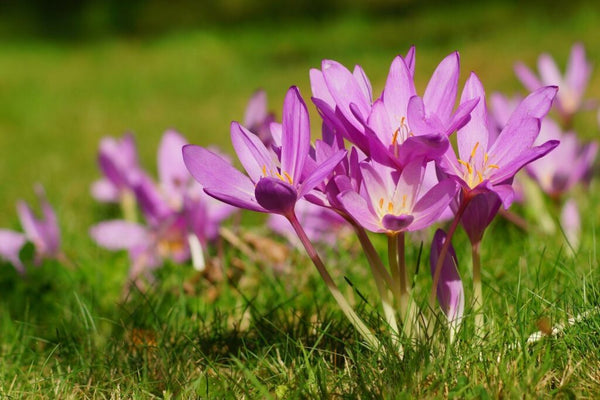 Flower Seeds, Seeds,Seeds For Planting,Plant Seeds