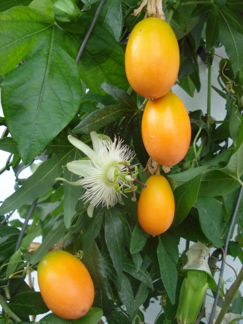 Passiflora Alata Fruit Seeds for Planting – Heirloom, Non-GMO Exotic Passion Fruit Vine Garden Seeds