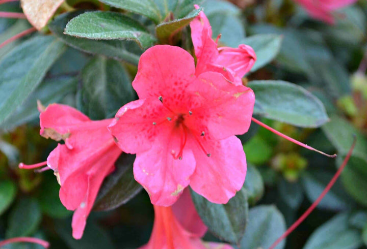 Japanese Rhododendron Azalea Flower Seeds for Planting- Bright Blooms, Heirloom & GMO Free Seeds for Home Garden