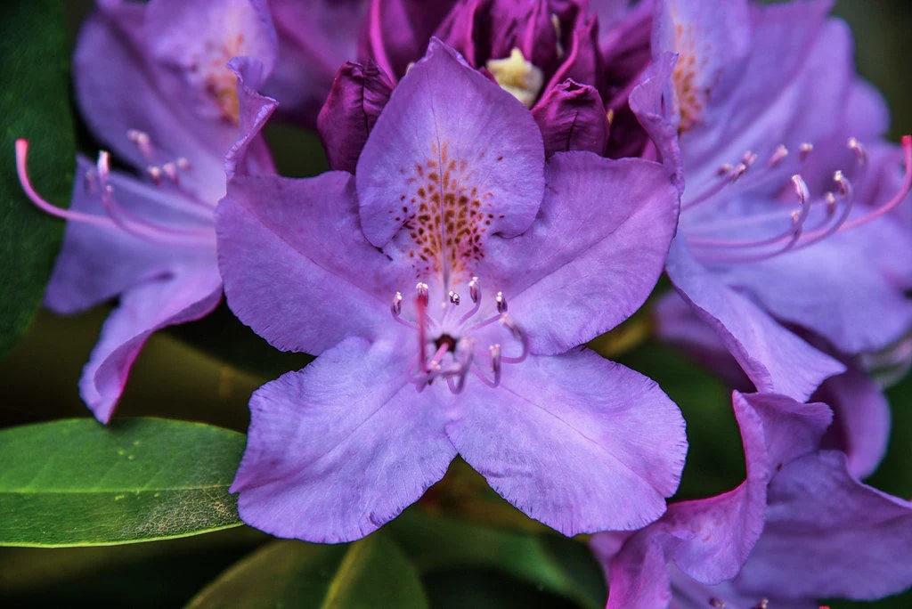 Violet Azalea Flower Seeds for Planting – Heirloom, Non-GMO, High Germination Organic Garden Seeds