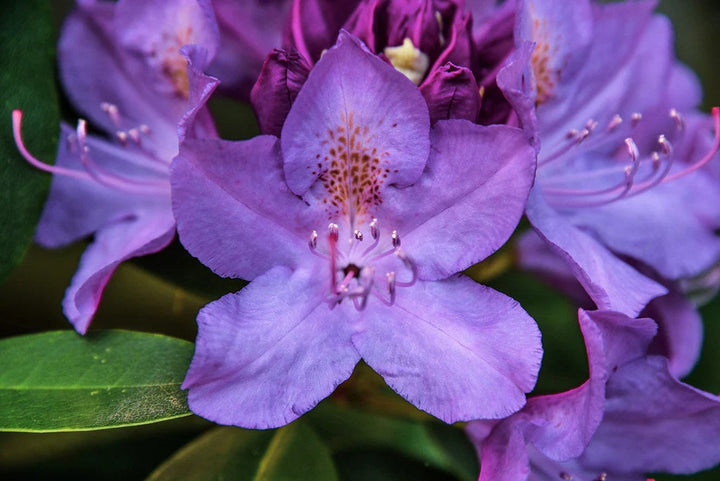 Violet Azalea Flower Seeds for Planting – Heirloom, Non-GMO, High Germination Organic Garden Seeds