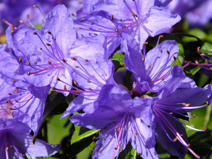 Violet Azalea Flower Seeds for Planting – Heirloom, Non-GMO, High Germination Organic Garden Seeds
