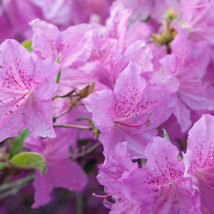 Flower Seeds, Seeds,Seeds For Planting,Plant Seeds