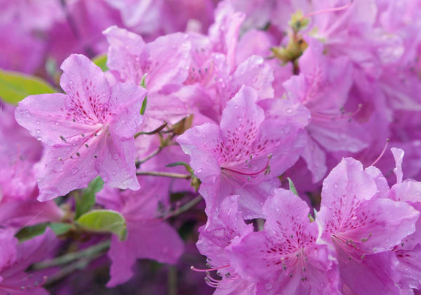 Flower Seeds, Seeds,Seeds For Planting,Plant Seeds