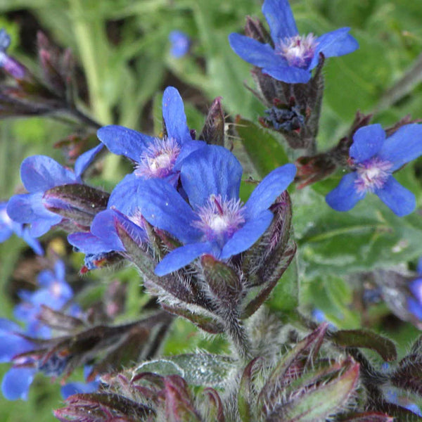 Flower Seeds, Seeds,Seeds For Planting,Plant Seeds