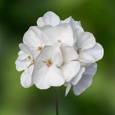 White Geranium Pelargonium Flower Seeds for Planting – Heirloom, Non-GMO, High Germination Organic Garden Seeds (100pcs)