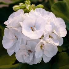 White Geranium Pelargonium Flower Seeds for Planting – Heirloom, Non-GMO, High Germination Organic Garden Seeds (100pcs)