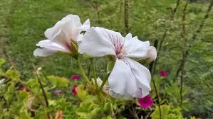 White Geranium Pelargonium Flower Seeds for Planting – Heirloom, Non-GMO, High Germination Organic Garden Seeds (100pcs)