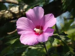 Pink Sharon Flower Seeds for Planting – Heirloom, Non-GMO, High Germination Organic Garden Seeds (100pcs)