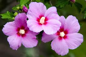Pink Sharon Flower Seeds for Planting – Heirloom, Non-GMO, High Germination Organic Garden Seeds (100pcs)