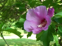 Pink Sharon Flower Seeds for Planting – Heirloom, Non-GMO, High Germination Organic Garden Seeds (100pcs)