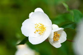 Fallopia Multiflora Flower Seeds for Planting – Heirloom, Non-GMO, High Germination Organic Garden Seeds (100pcs)