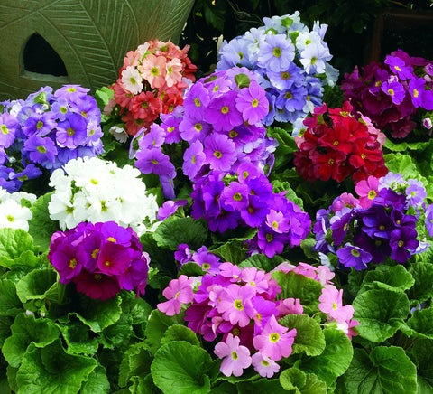 Flower Seeds, Seeds,Seeds For Planting,Plant Seeds