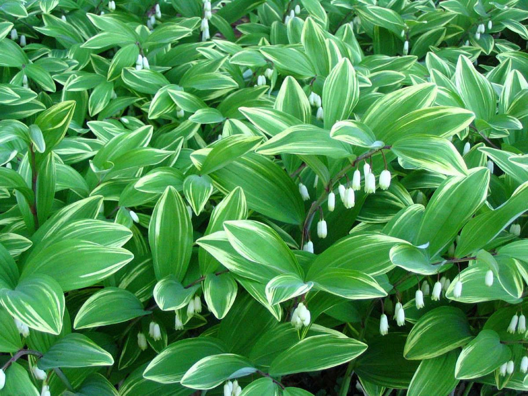 Green Polygonatum Herb Seeds – Heirloom, Non-GMO Sun-Loving Seeds for Garden Planting