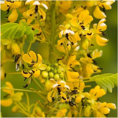 Bladder Senna Bush Herb Seeds for Planting – Heirloom, Non-GMO, Organic Garden Seeds with High Germination