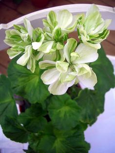Green Pelargonium Flower Seeds for Planting – Heirloom, Non-GMO, Easy to Grow, High Germination Seeds