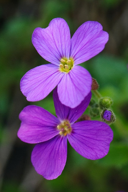 Light Violet Mini Violet Flower Seeds for Planting – Low Maintenance, Heirloom, Non-GMO, High Germination Organic Garden Seeds