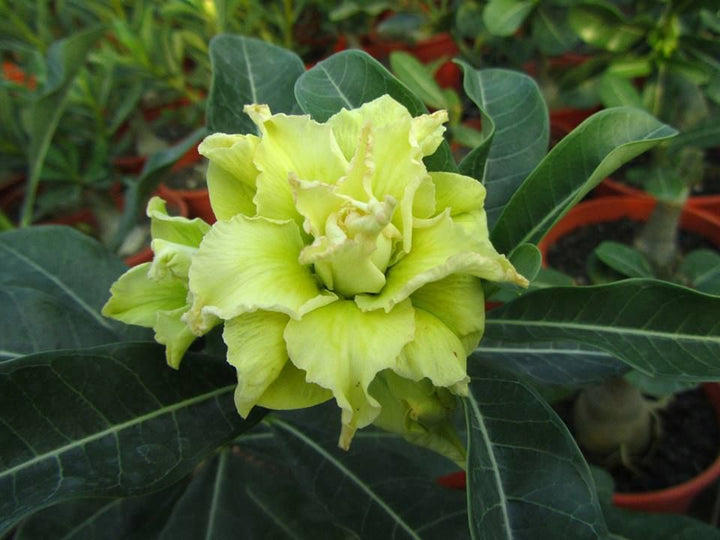 Light Green Adenium Obesum Flower Seeds for Planting – Long Bloom Season, Heirloom, Non-GMO