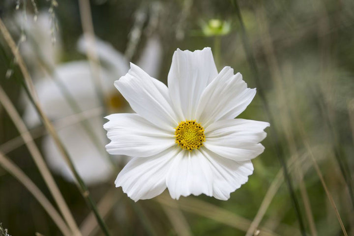 White Cosmos Flower Seeds for Planting – Heirloom Non-GMO, High Germination Organic Garden Seeds
