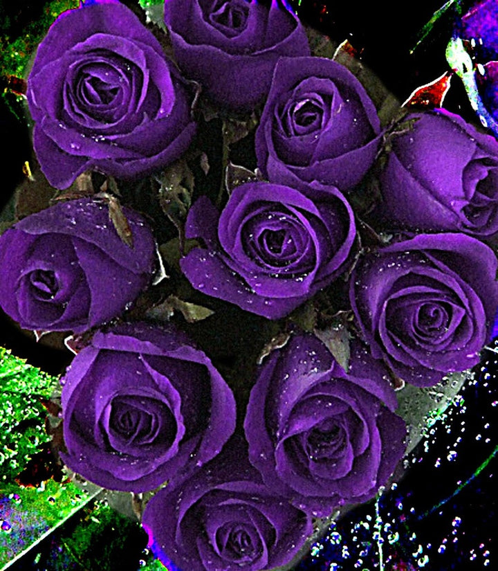 Dark Purple Rose Flower Seeds for Planting – Heirloom, Non-GMO, High Germination, Organic Garden Seeds