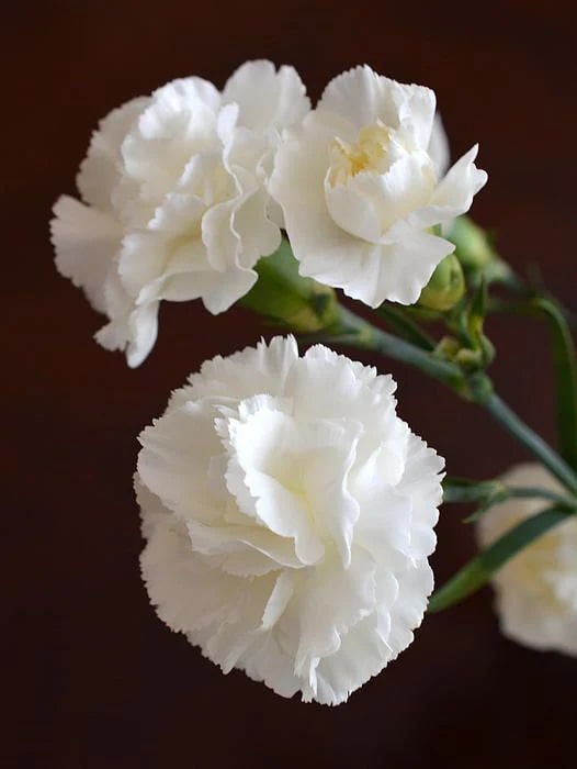 White Carnation Flower Seeds for Planting – Heirloom, Non-GMO, Drought Tolerant, High Germination