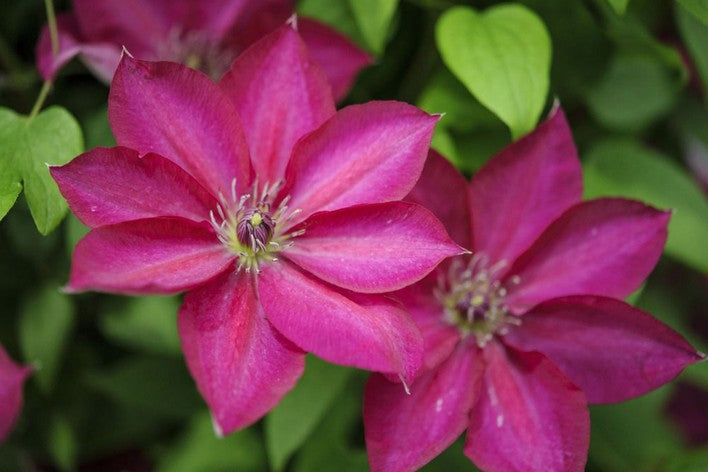 Deep Pink Clematis Flower Seeds for Planting – Heirloom Non-GMO, High Germination Organic Garden Seeds
