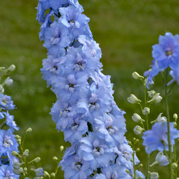 Blue Perennial Flower seeds for Planting – Cut Flower Favorite, Heirloom &amp; GMO Free Seeds for Home Garden