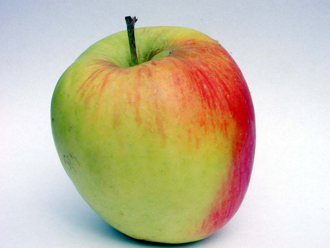 Red Green Apple Fruit Seeds – Heirloom, Non-GMO Seeds for Organic Orchard Tree Planting