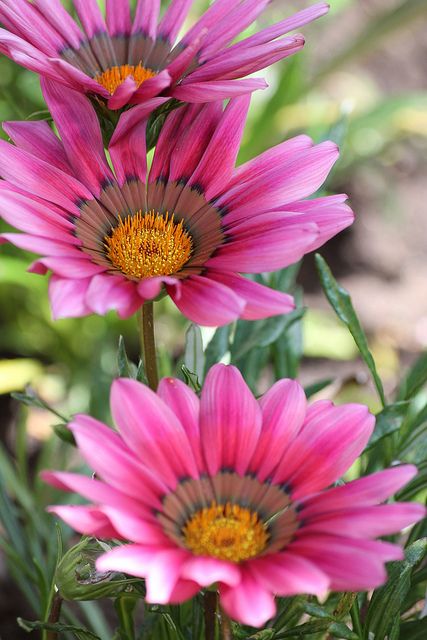 Pink Gazania Flower Seeds for Planting – Heirloom, Non-GMO, High Germination Organic Garden Seeds