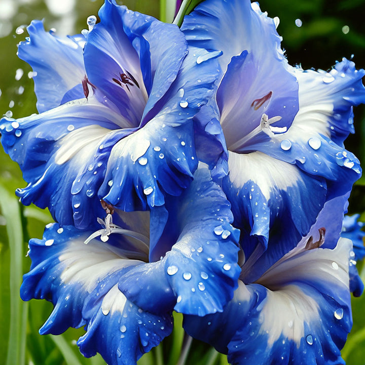 Blue White Gladiolus Flower Seeds for Planting – Heirloom, Non-GMO, High Germination Organic Garden Seeds