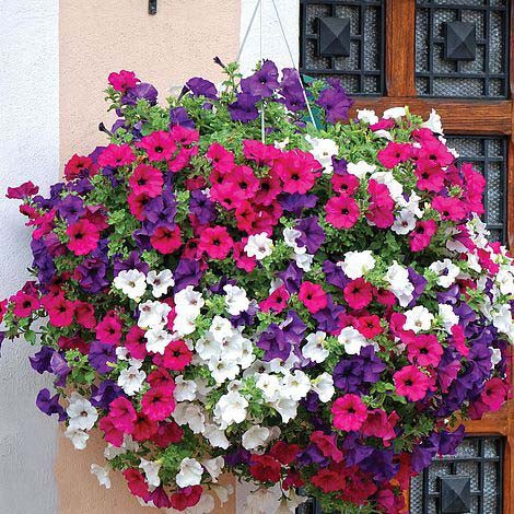 Pink Mix Petunia Hanging Flower Seeds for Planting – Heirloom, Non-GMO, High Germination Organic Garden Seeds