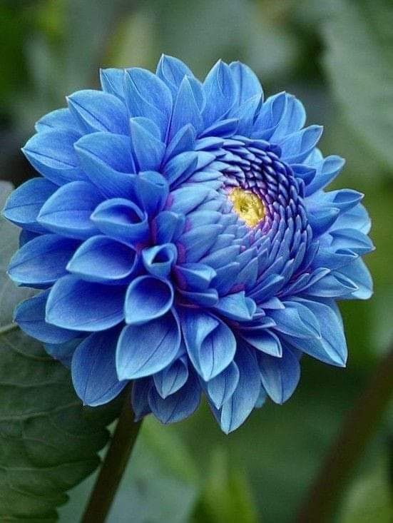 Dahlia Sky Blue Flower Seeds for Planting – Heirloom, Non-GMO, High Germination Organic Garden Seeds