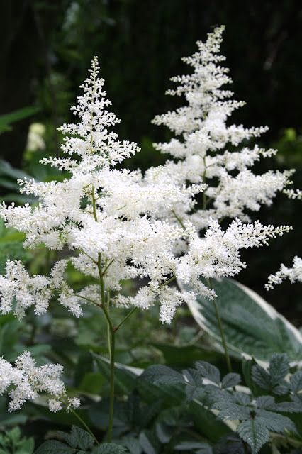 White Astilbe Perennial Flower Seeds for Planting – Heirloom, Non-GMO, High Germination Seeds
