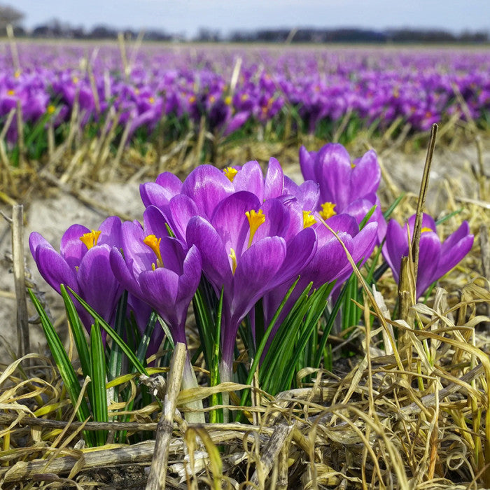 Blue Ocean Crocus Flower Seeds for Planting – Heirloom Non-GMO, High Germination Organic Garden Seeds
