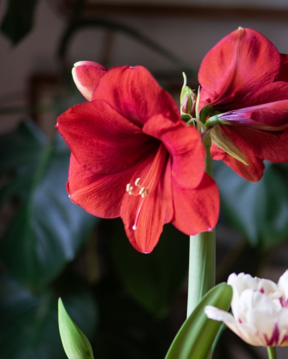 Red Amaryllis Flower Seeds for Planting – Heirloom, Non-GMO, High Germination Organic Garden Seeds