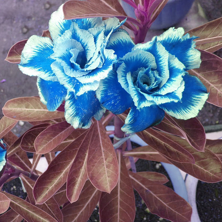 Blue Rose Adenium Flower Seeds for Planting – Heirloom, Non-GMO, Sun Loving, High Germination