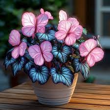 Moonlight Butterfly Begonia Flower Seeds for Planting – Heirloom, Non-GMO Seeds