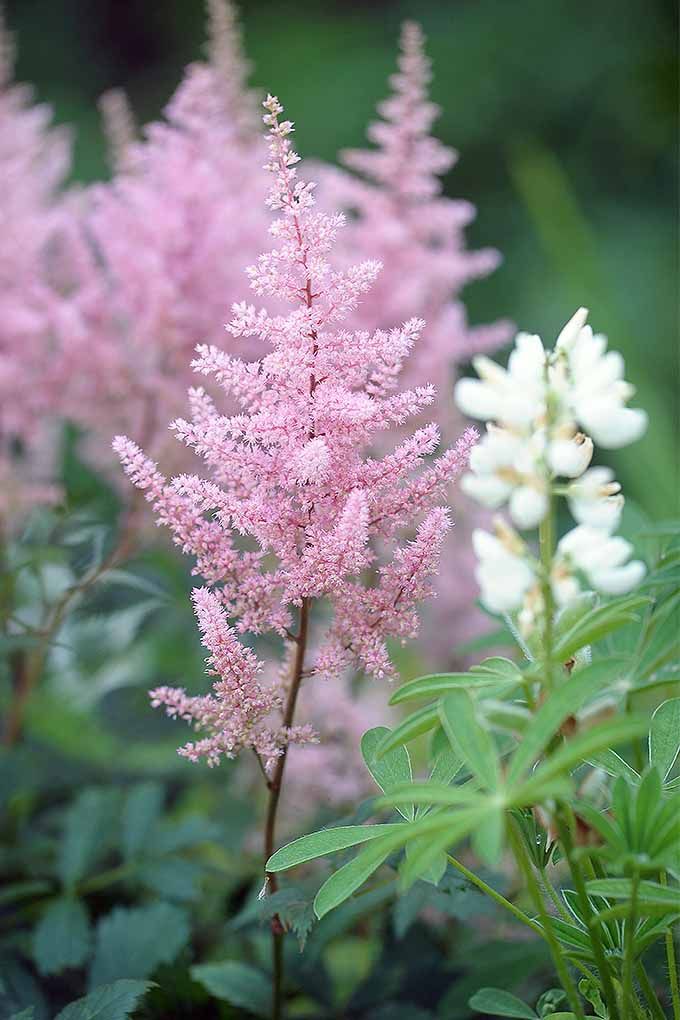 Pink Astilbe Flower Seeds for Planting – Heirloom Non-GMO, High Germination Organic Garden Seeds