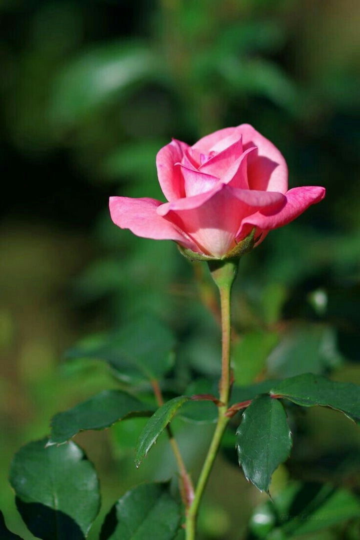 Rose Flower Seeds for Planting Cream – Sun Loving, Heirloom, Non-GMO, High Germination Organic Garden Seeds