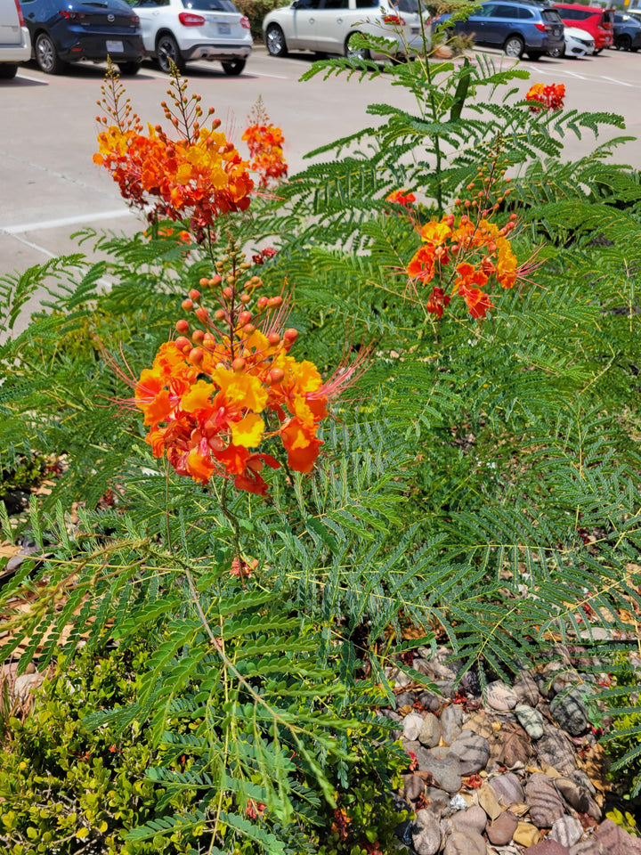 Orange Fern Flower Seeds for Planting - Heirloom, Non-GMO, High Germination Organic Garden Seeds