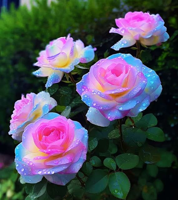 Blue Pink Rose Flower Seeds for Planting – Hardy Heirloom, Non-GMO, High Germination Garden Seeds