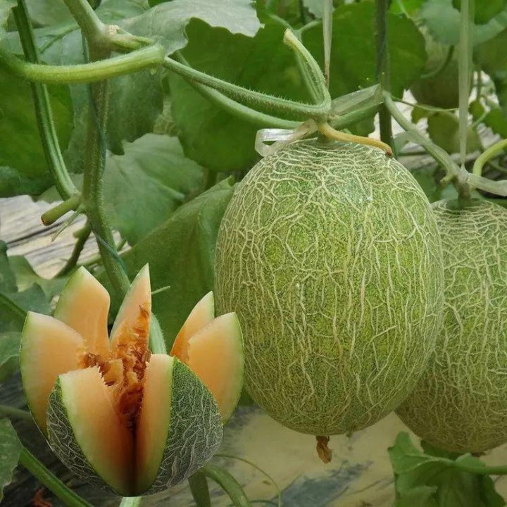 Sweet Hami Melon Fruit Seeds for Planting – Heirloom, Non-GMO Seeds for Juicy Sweet Melons