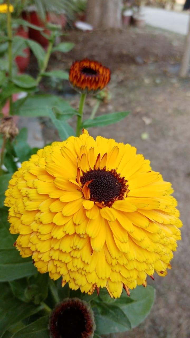 Brown Yellow Zinnia Flower seeds for Planting – Hardy Variety, Heirloom &amp; Non-GMO Seeds for Home Garden