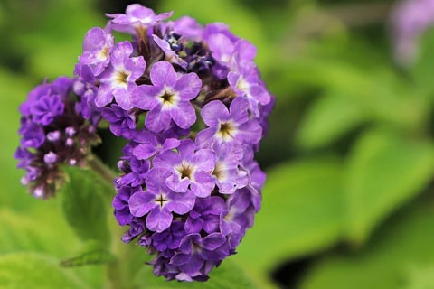 Heliotrope Flower Seeds for Planting – Garden Favorite, Heirloom, Non-GMO, High Germination Organic Garden Seeds