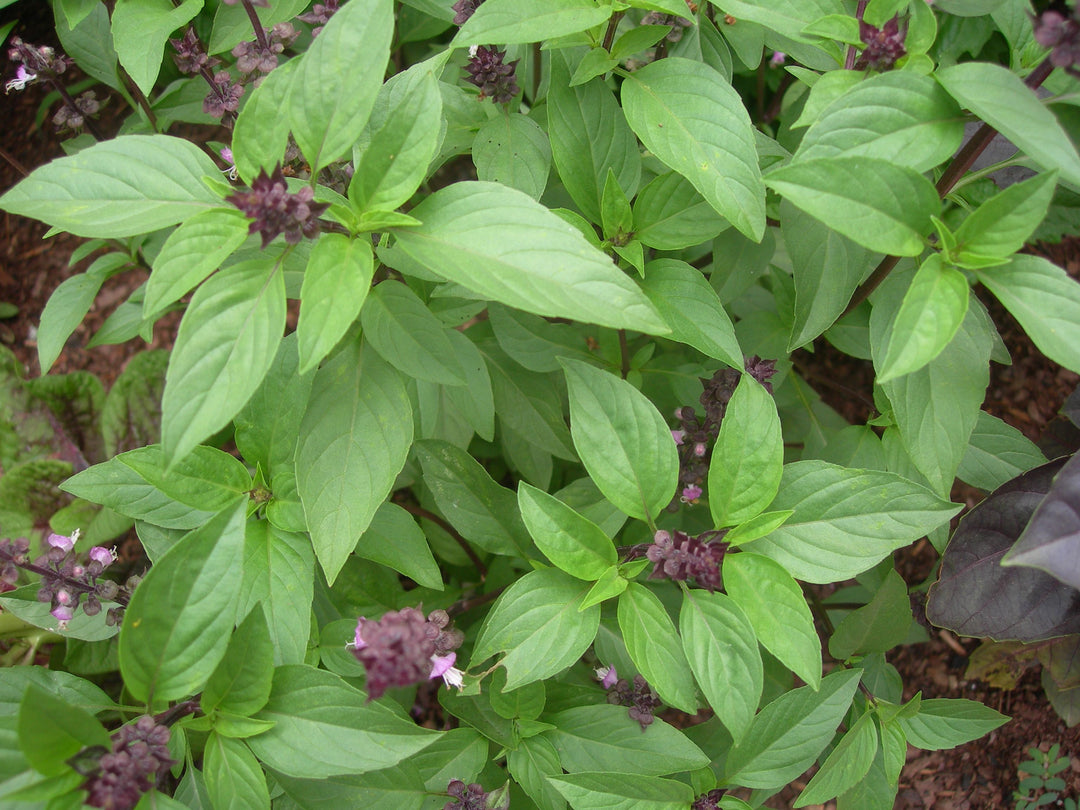 Thai Basil Herb seeds – Heirloom, Non-GMO seeds for Planting in Home Garden