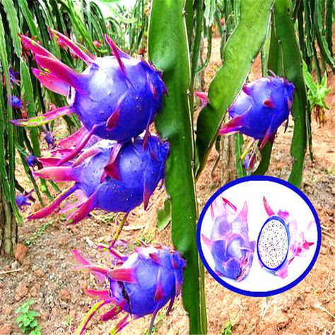 Sky Blue Pitaya Fruit seeds – Heirloom, Non-GMO seeds for Planting in Colorful Exotic Gardens