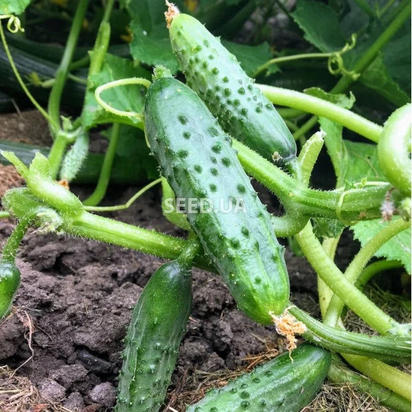 Octopus Vegetable Seeds for Planting – Heirloom Non-GMO Exotic Garden Seeds – Unique Organic Seeds, High Germination
